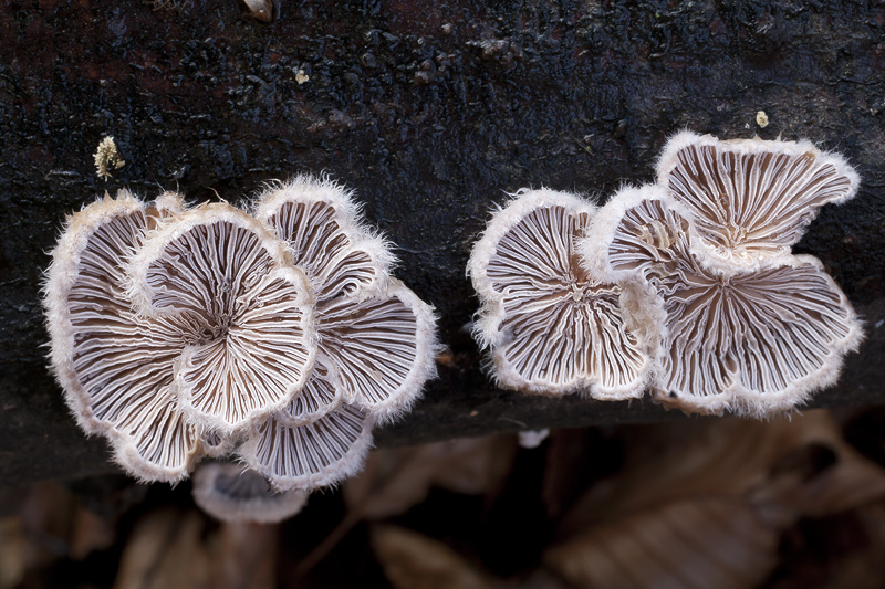 Schizophyllum commune